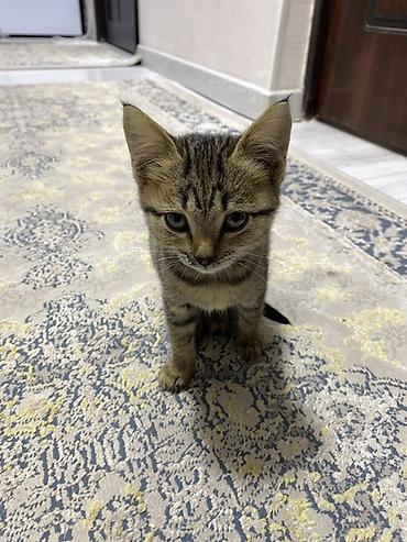 купить сиамского котенка: Очаровательный полосатый котёнок 2 месяца - Окрас: классический — 3