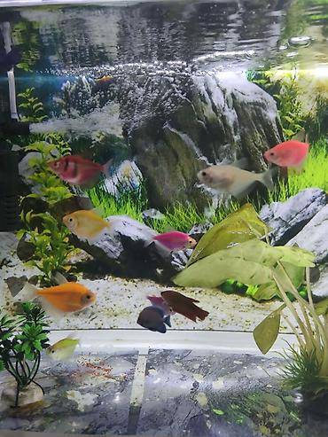 akvarium xırda balığı: Şüşə akvarium .13.14 litr 17 eded GLOFİSH balığı 2 dekor bezekli — 1