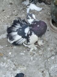 манчкин кот цена бишкек: Qızğın Erkey London Pavlini