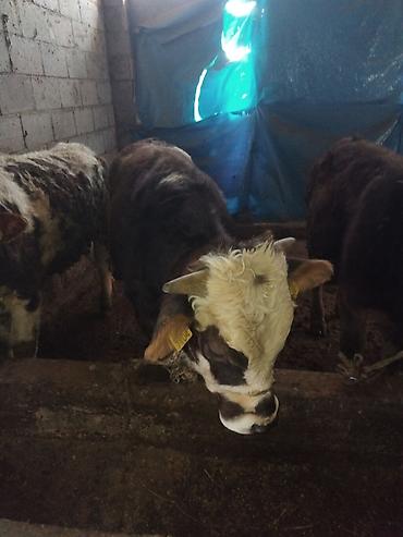 Коровы, быки: Продаю | Бык (самец) | Полукровка | На откорм — 8