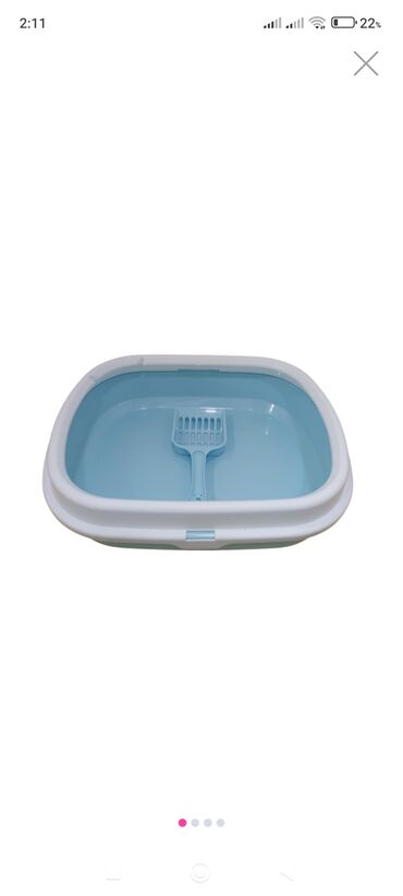 Pişiklər: Şotland, Dişi, Yaxşı əllərə, Pulsuz çatdırılma — 7