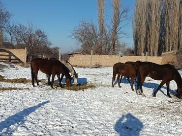 Лошади, кони: Продаю | Кобыла (самка) | Английская | Для разведения | Племенные