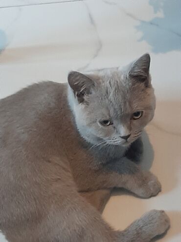 купить британского короткошерстного котенка: Британская порода