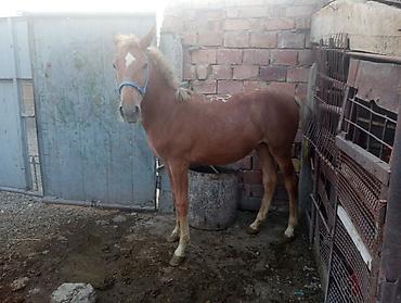кони самка: Продаю | Жеребец — 5