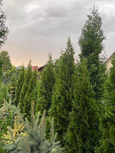 пересадка ели: 🌲 Пересадка и уход за хвойными растениями 🌲 Выкапываю и пересаживаю — 3