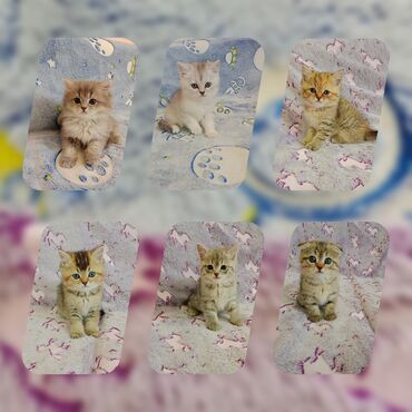 Животные: Продаю шотландских котят. Родились 02.02.2023.Если есть какие-то
