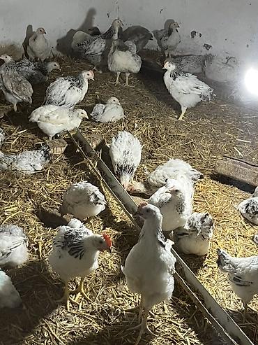 kuban toyuqlari: Safran tüklü ağ-qara rəngli ətlik/toyuk sürüsü - Növ: kənd toyuğu — 1