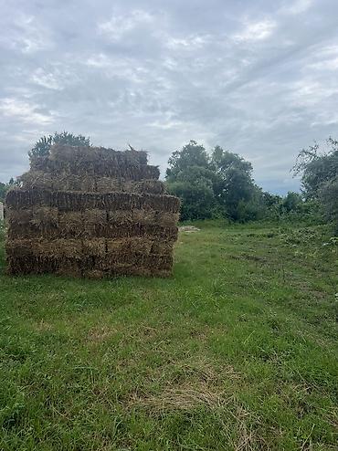 Həyət evləri və villaların satışı: 3 otaqlı, 100 kv. m, Yeni təmirli — 38