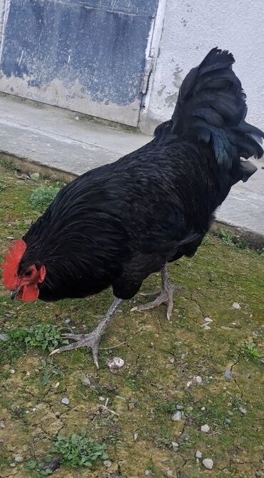 sirin dovsan sekilleri: Xoruz, il: <1, Pulsuz çatdırılma