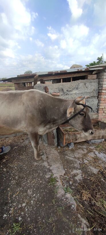 алатауская корова: Продаю срочно коровы