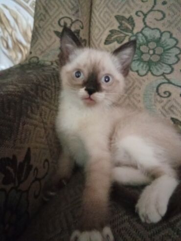 Отдам даром кошку: Кошка даром: Сиамская, 1 месяц, Мальчик, Приучена к лотку, Проглистована