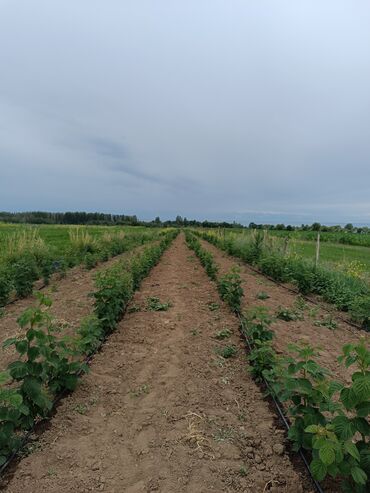 Малина: Малина Бесплатная доставка — 10