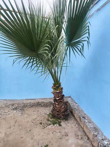 Həyət evləri və villaların satışı: Binə 3 otaqlı, 60 kv. m, Yeni təmirli -da lalafo.az — 21 Həyət evləri və villaların satışı: Binə 3 otaqlı, 60 kv. m, Yeni təmirli — 21