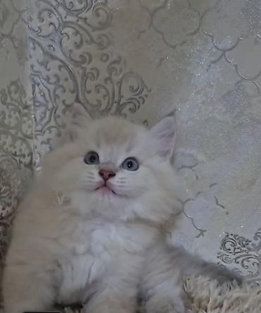 şınşılla: Qızıl şinşilla, Erkək, Yaxşı əllərə, Ünvandan götürmə, Ödənişli çatdırılma — 3