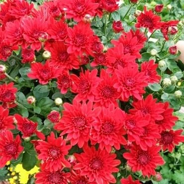 Otaq bitkiləri: Xrizantema payızgüllərinin topdan və pərakəndə satışı. Qiymətlər — 13