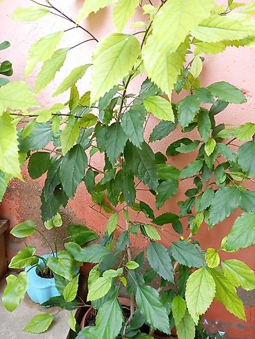 yasil: Kitayiski Roza Qapalı və ya açıq məkan üçün dekorativ hibiskus (Çin — 1
