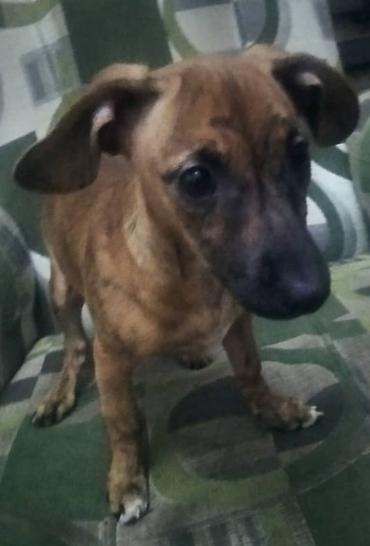 Продажа собак: Отдам даром породистую собачку мини такса за 20 кг муки и за 4 кг — 2