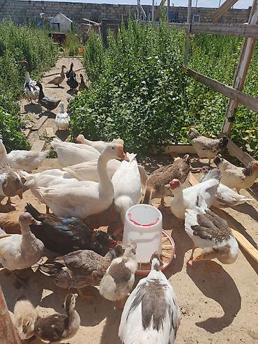 lal ördəklər: Ciddi şəxslər yazsın, Həresinin öz qiyməti var. Pula ehdiyaci var deyə — 1