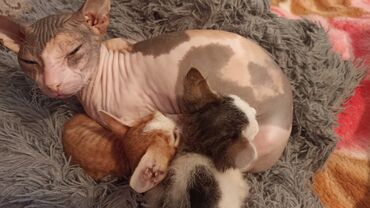 сколько стоит шотландская вислоухая кошка: Сфинкс, 1 месяц, Мальчик, Рыжий, Приучена к лотку