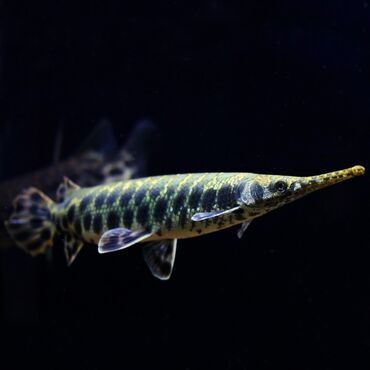 аквариумный рыба: Щука 22-23см. 2 шт