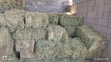 продам ячмень оптом: Чөп сатылат Эспарсет 230 дан Сокулук Район Село Октябрь