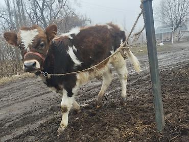 Коровы, быки: Продаю | Музоо, торпок | Полукровка | На откорм | Привязанные — 7