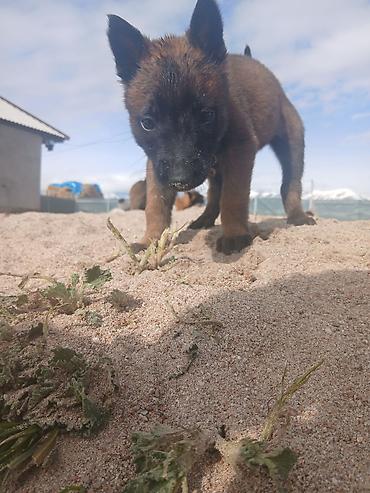 Продажа собак: Предлагаются к бронированию щенки Белгийской овчарки Малинуа.Щенков 9 — 12