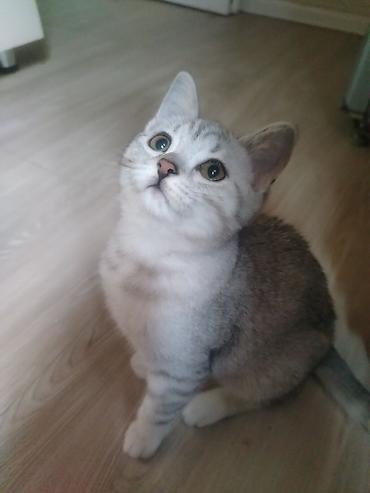 Pişiklər: Gümüş rəngli balaca pişiklər – zərif və mehriban ev heyvanları - Növ — 10