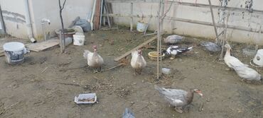 Ördəklər: Həm kəsilməli həm də damazlıq original təmiz cins lal ördəklər ( — 13