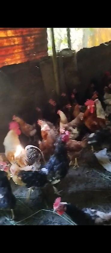 barter xoruz: Məhsul: 40 toyuq 15 xoruz çəkiləri balacalar 1.700-2 kilo arası — 2