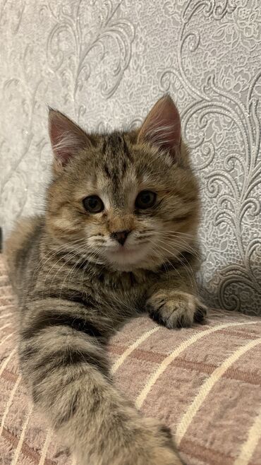 метис персидской кошки: Отдам в добрые руки кошку, ей 1год