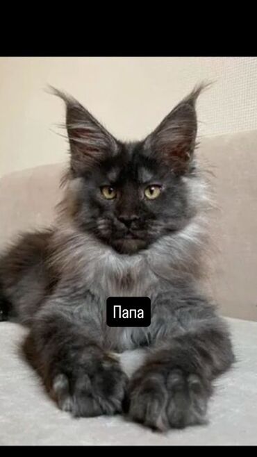 мейн кун бишкек 😺 питомник lyubushka 🐈 купить котенка 🐾 цена фото: Мейн-кун, 2 месяца, Девочка, Серый, Приучена к лотку