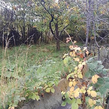 Продажа дач: Дачный участок с садовым домиком и плодовыми деревьями - Участок — 8