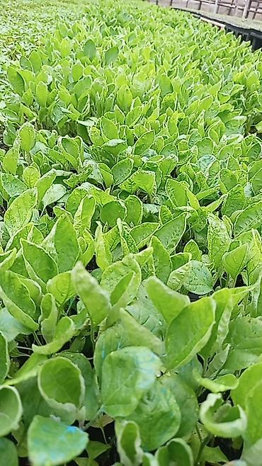 tinglərin satışı: Uzun badımcan 🍆 Qəti acılığı yoxdur tumsuz Bakı badımcanı Hər növ — 1