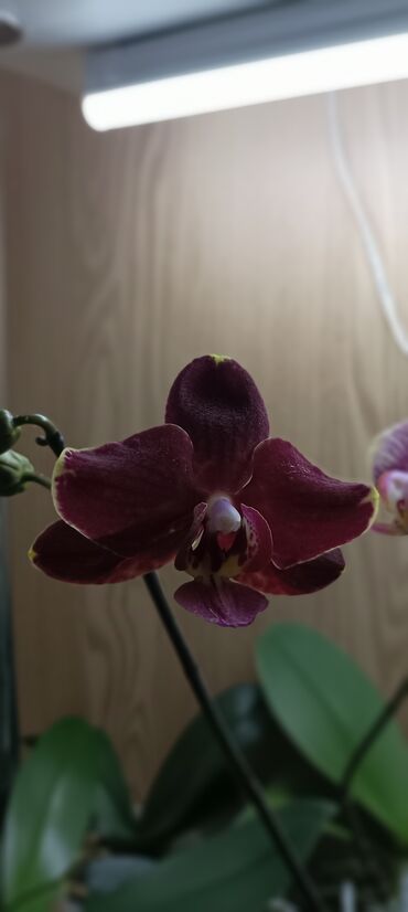 Другие комнатные растения: Орхидея Ола, в домашней посадке, адаптирована . посадка в керамзит