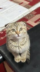 наполнитель для кошек: Шотландская порода приучена к туалет