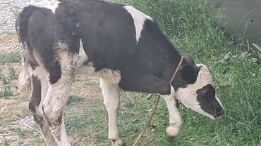 Inəklər, öküzlər: Dişi, Simental, il: 1, 90 kq, Südlük, Damazlıq