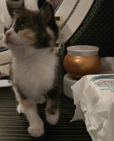 Pişiklər: Dişi, Yaxşı əllərə — 5