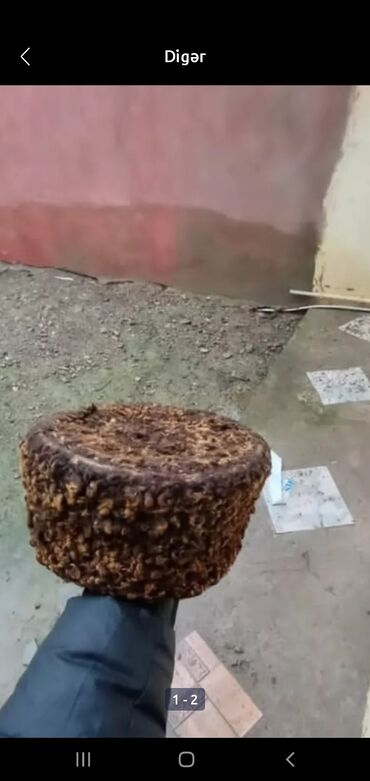 Digər: Sabirabad qedimi papaq satlır çox qedimi di 300azın