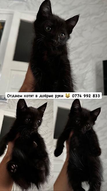 Кошка даром: Беспородная, 2 месяца, Мальчик, Приучена к лотку