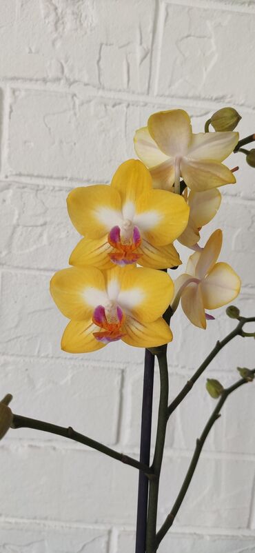 продам орхидею: Орхидеи в большом ассортименте. яркие расцветки, отличное состояние