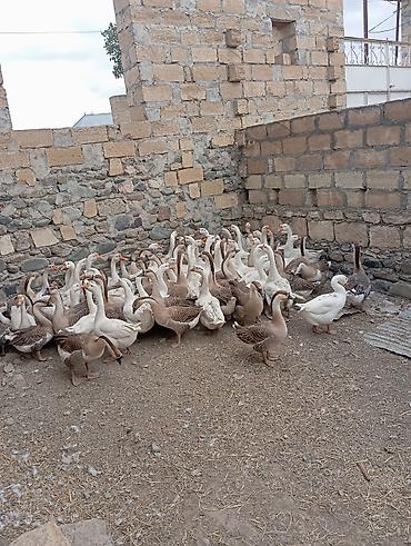 Сельхозптицы: Qaz sürüsü – iri cins, ağ və qəhvəyi rəng qarışığı vatsap nömrəsi 055 — 3