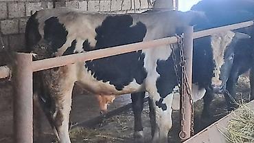 Inəklər, öküzlər: Iki baş cənginə satılır arpa və buğda yemi ilə bəslənib ikisində 460kq — 6