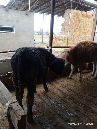 Коровы, быки: Продаю | Бык (самец) | Для разведения — 5