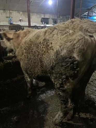 Коровы, быки: Продаю | Корова (самка) | Для молока | Привязанные — 5