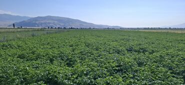 Картошка: Картошка Оптом — 8