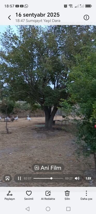 Ağaclar: Məhsul: Nar ağacı, Alma, Tut, Feyxua, Zeytun, Əncir, Zoğal, Qoz, Üzüm -da lalafo.az — 4 Ağaclar: Məhsul: Nar ağacı, Alma, Tut, Feyxua, Zeytun, Əncir, Zoğal, Qoz, Üzüm — 4