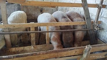 Животные: Продаю | Овца (самка) | На забой | Матка — 3