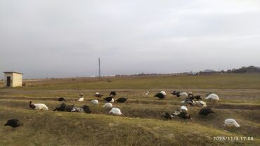 домик для животных: Сатам | Ургаачы күрп (ургаачы) | Аргын | Көбөйтүү үчүн