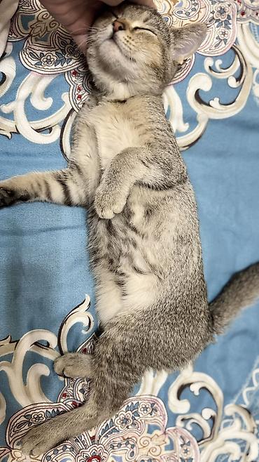 Животные: 3 месяца, Девочка, Приучена к лотку — 6